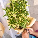 苏州市桂花公园 - 苏州市旅游 缩略图 9