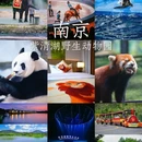 紫清湖野生动物世界 - 南京市旅游 缩略图 1