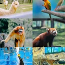 紫清湖野生动物世界 - 南京市旅游 缩略图 6