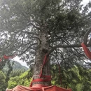 神农架风景区 - 神农架林区旅游 缩略图 1