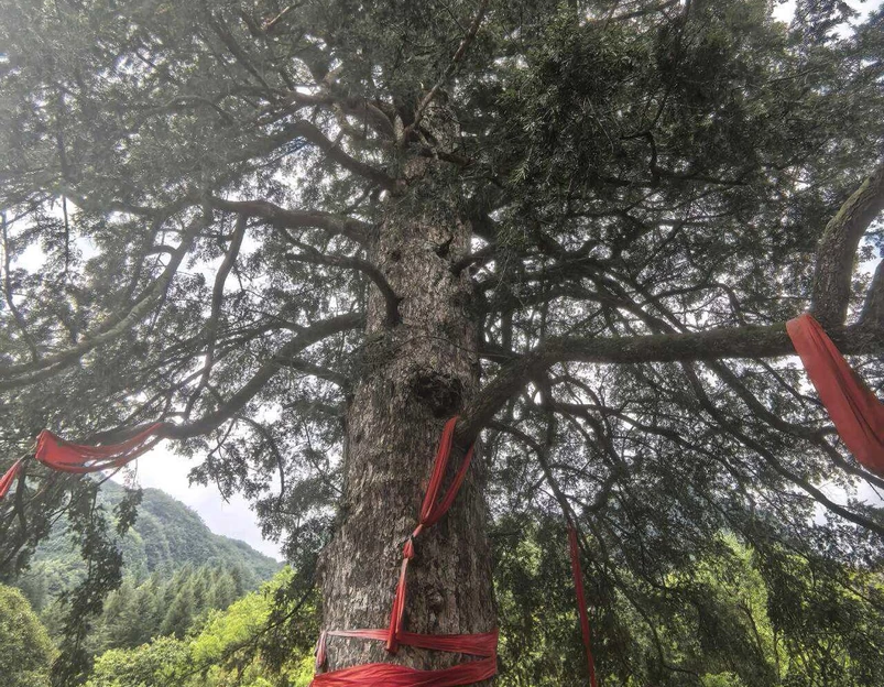 神农架风景区 - 神农架林区旅游 1