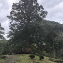 神农架风景区 - 神农架林区旅游 缩略图 3