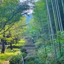 中国大竹海景区 - 湖州市旅游 缩略图 7