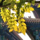 孔庙和国子监博物馆 - 北京市旅游 缩略图 5