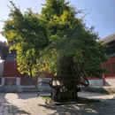 孔庙和国子监博物馆 - 北京市旅游 缩略图 6