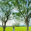 广州增城丝苗米稻田公园 - 广州市旅游 缩略图 6