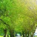 广州增城丝苗米稻田公园 - 广州市旅游 缩略图 8