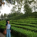 大地茶海森林康养基地 - 保山市旅游 缩略图 1