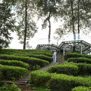 大地茶海森林康养基地 - 保山市旅游 缩略图 3