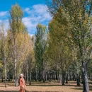 青杨林观景台 - 甘孜藏族自治州旅游 缩略图 4