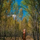 青杨林观景台 - 甘孜藏族自治州旅游 缩略图 1