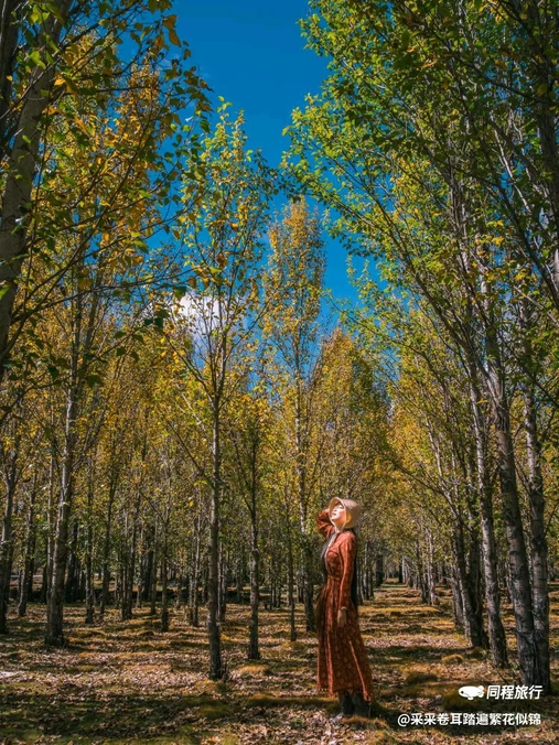 青杨林观景台 - 甘孜藏族自治州旅游