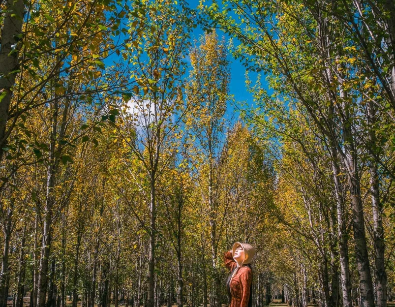 青杨林观景台 - 甘孜藏族自治州旅游 1