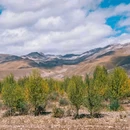 青杨林观景台 - 甘孜藏族自治州旅游 缩略图 8