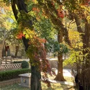 青岛浮山森林公园文翠湖 - 青岛市旅游 缩略图 2