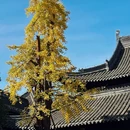 琼花观 - 扬州市旅游 缩略图 4