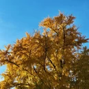 琼花观 - 扬州市旅游 缩略图 3