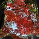 琼花观 - 扬州市旅游 缩略图 5