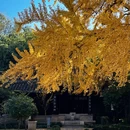 琼花观 - 扬州市旅游 缩略图 8