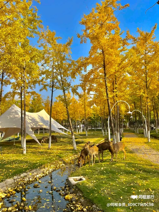 脱野咖啡营地 - 西安市旅游