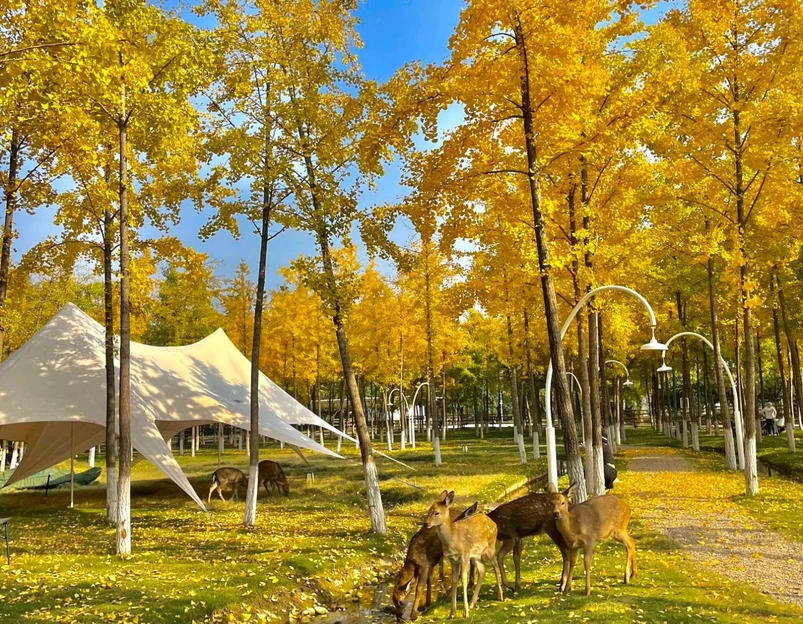 脱野咖啡营地 - 西安市旅游 1