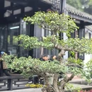 杜甫草堂 - 成都市旅游 缩略图 4