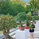 苏州市桂花公园 - 苏州市旅游 缩略图 6