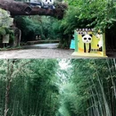 安吉竹博园 - 湖州市旅游 缩略图 9