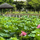 龙港城市公园 - 温州旅游 缩略图 4