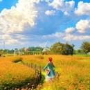荷兰花海 - 盐城市旅游 缩略图 3