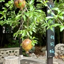 扬州东高铁站美居酒店 - 扬州市旅游 缩略图 9
