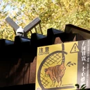 南京梧桐大道 - 南京市旅游 缩略图 4