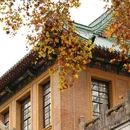 南京梧桐大道 - 南京市旅游 缩略图 2