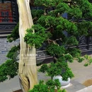 庙湾古城 - 盐城市旅游 缩略图 5