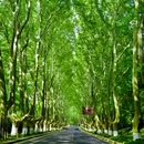 钟山风景名胜区 - 南京市旅游 缩略图 1