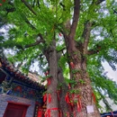 悦泊酒店(洛阳应天门洛邑古城店)停车场 - 洛阳市旅游 缩略图 4