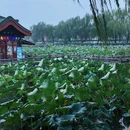 济南天下第一泉风景区 - 济南市旅游 缩略图 6