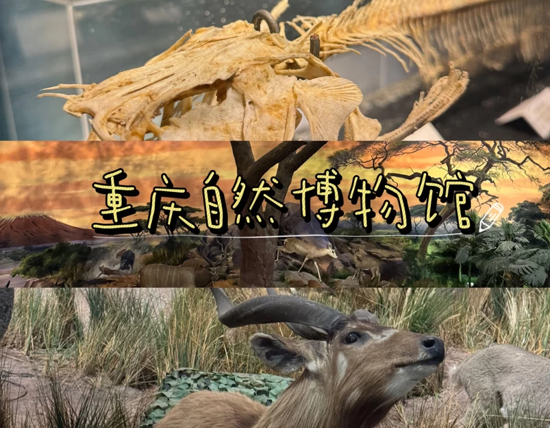 青岛贝林自然博物馆 - 青岛旅游 1