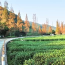 杭州旅游 缩略图 5