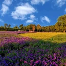 一亩园公园 - 北京市旅游 缩略图 4