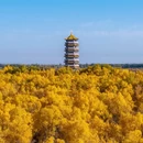 中国金塔沙漠胡杨林景区 - 酒泉市旅游 缩略图 5