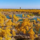 中国金塔沙漠胡杨林景区 - 酒泉市旅游 缩略图 4