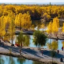 中国金塔沙漠胡杨林景区 - 酒泉市旅游 缩略图 6