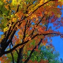 昆明植物园 - 昆明市旅游 缩略图 5