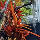 昆明植物园 - 昆明市旅游 缩略图 6