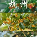 时光漫步S酒店(杭州西湖湖滨河坊街店) - 杭州市旅游 缩略图 1