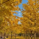黄河银杏林 - 济南旅游 缩略图 2