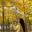 黄河银杏林 - 济南旅游 缩略图 3