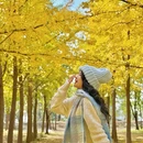 黄河银杏林 - 济南旅游 缩略图 1
