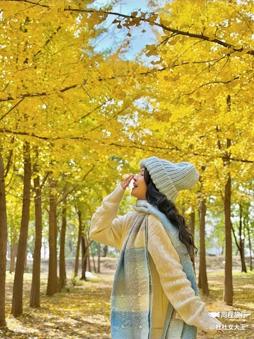 黄河银杏林 - 济南旅游